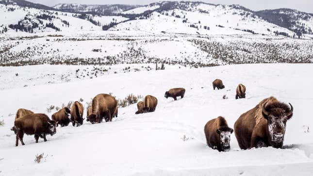 For some reason, neither Getty nor the AP have photos of the Jackson Hole Airport, so here are some bison.