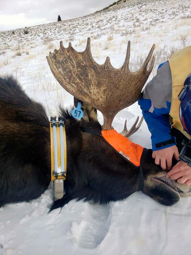 In this photo provided by the Nevada Department of Wildlife, a sedated moose lies on the ground in Elko County, Nev., after being collared and its health and vitals examined, in 2021. In what will be a very tiny hunt for some of the biggest game in North America, Nevada is planning its first-ever moose hunting season during fall 2024. State officials expect thousands of applications for the handful of hunting tags and, with an estimated population barely topping 100, it&#39;s already controversial. (Nevada Department of Wildlife via AP)