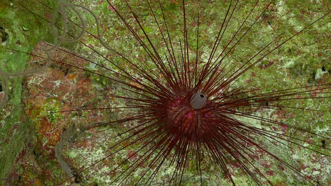 A Diadema sea urchin documented during Dive 672.