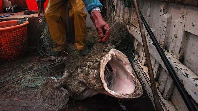 17 Ugliest Fish in the World - Pics, Videos, Interesting Facts