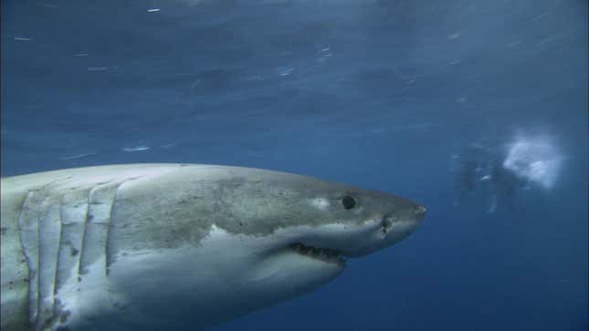 A shark swimming