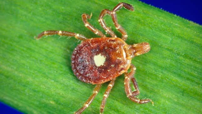 A close-up look at a female lone star tick.