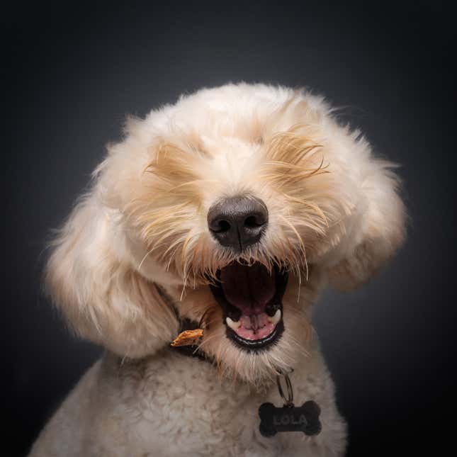 A dog with its mouth open.