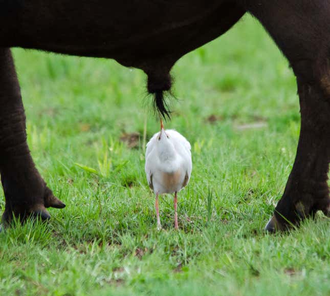 An egret ogles the enactment    organs connected  a antheral  buffalo.