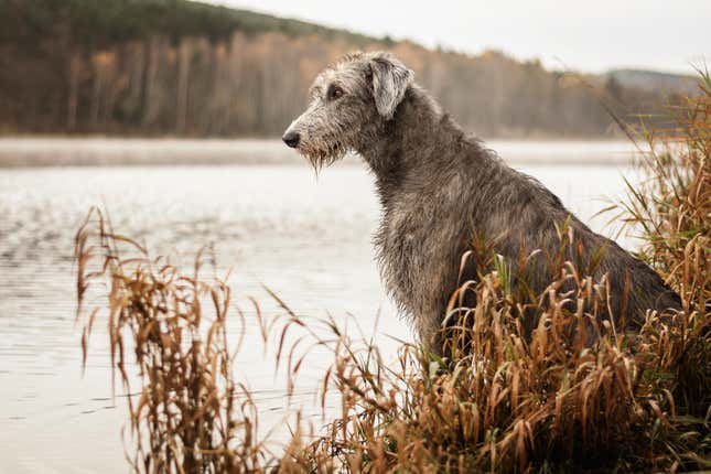 Most unhealthy dog store breed