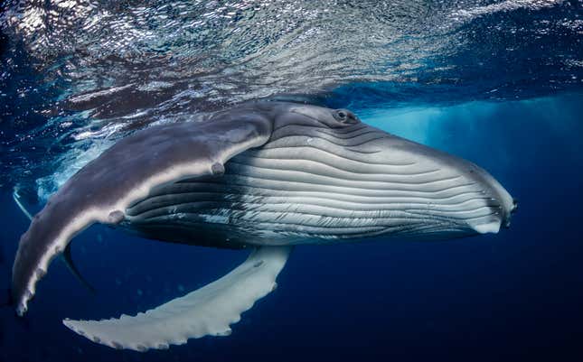 Una joven ballena jorobada.