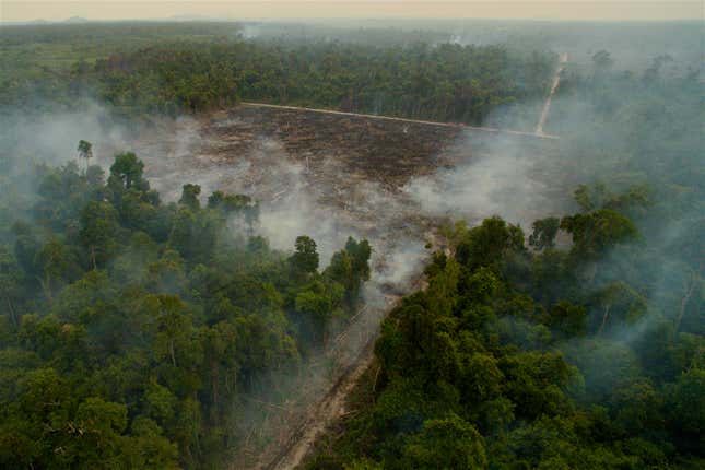 Laman also used a drone to explore the forest destruction in the buffer zone around Gunung Palung National Park, West Kalimantan.