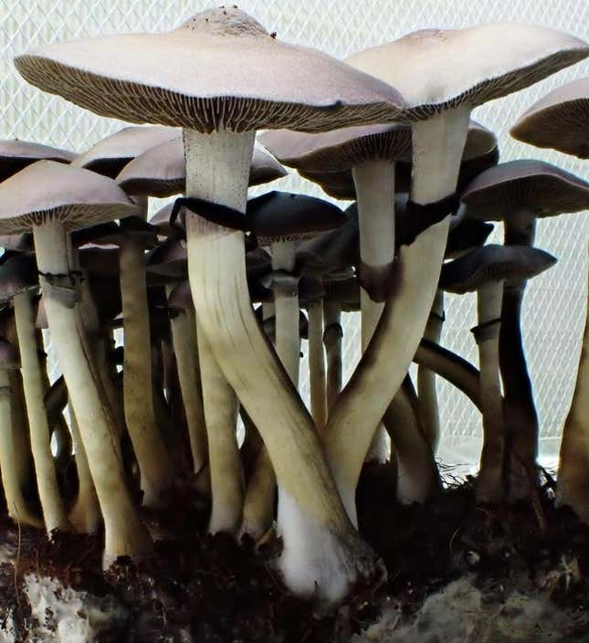 Uno de los nuevos hongos de diseño de Funky Fungus, un cruce de una variedad australiana y un cultivar existente.