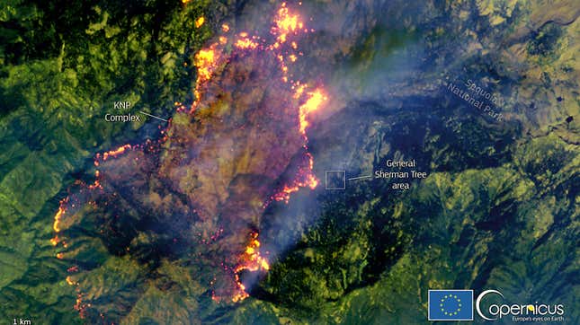 Image for article titled Satellite Image Shows How Shockingly Close the KNP Complex Fire Is to Earth&#39;s Biggest Tree