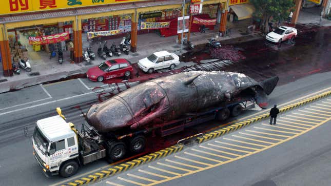 DATE IMPORTED:January 26, 2004The stomach from the corpse of a 17-metre sperm whale to the National Cheng Kung University are seen on the street in Tainan in southern Taiwan for an autopsy on January 26, 2004. The whale ran aground and died on a beach in the southwestern county of Yunlin on January 17. Due to internal decomposition, the whale's organs burst from its belly on the way to university's laboratory. HONG KONG OUT TAIWAN OUT REUTERS/Taiwan Apple Daily