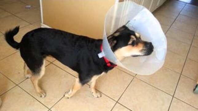 Stoned-as-Hell Puppy Forgets How to Walk, Can't Even Deal With Reality