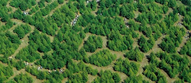 Hedge maze