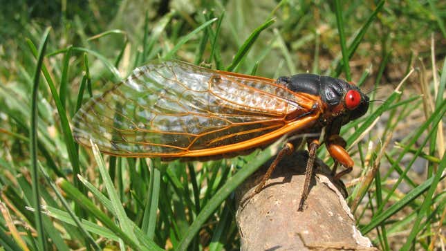 An adult Brood X Magicicada septendecim in Princeton, New Jersey (June 6, 2004)