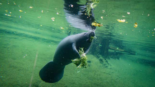 A manatee recovering at a critical care center in ZooTampa at Lowry Park in Tampa, Florida, in January 2021.