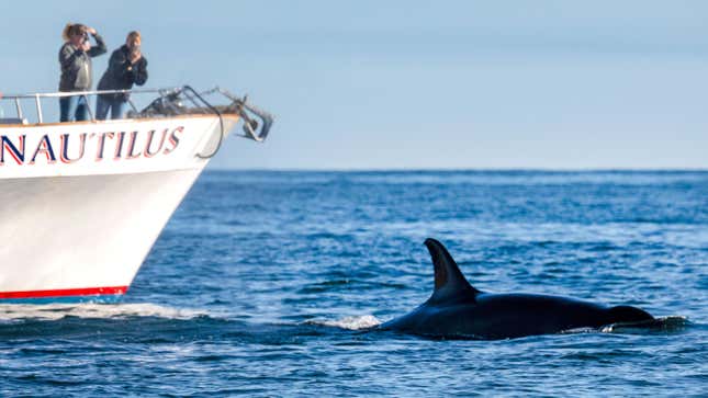 Image for article titled Orcas Sink 49-Foot Yacht in Mystifying Trend Around the Strait of Gibraltar