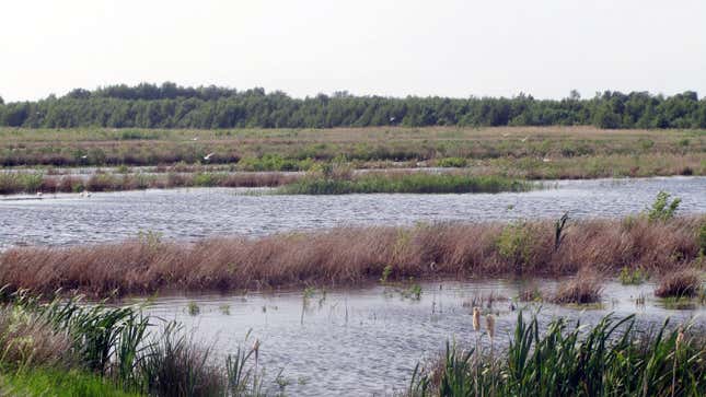 A Danish peat bog in Jutland.
