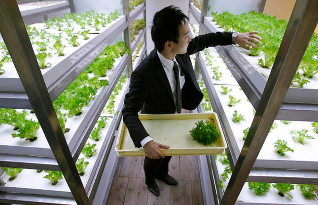 An employee harvests lettuce