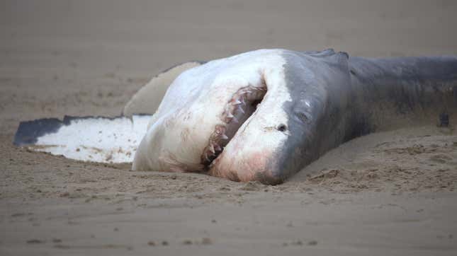 A great white shark carcass.