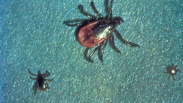 A photo of several “black-legged ticks,” formally known as Ixodes scapularis,