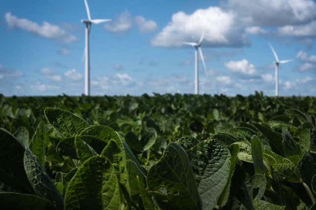 Windmills towers over a soy bean field on August 10, 2024 near Charles City, Iowa. 