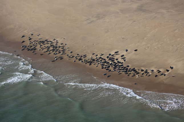 London's Thames river is now teeming with seals, porpoises, and even a ...