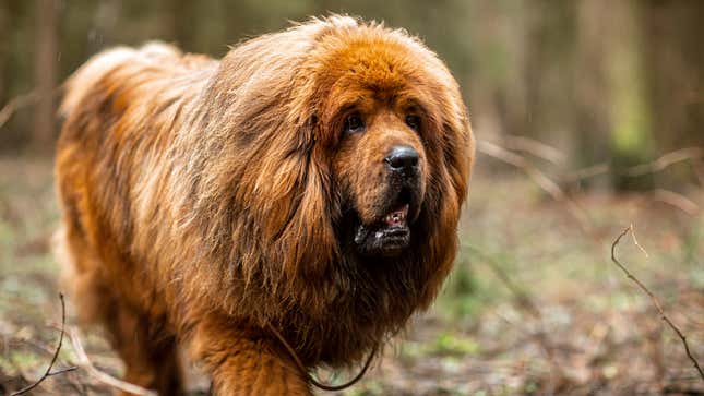 Image for article titled Dogs React To Commander Biden Biting Another Secret Service Officer