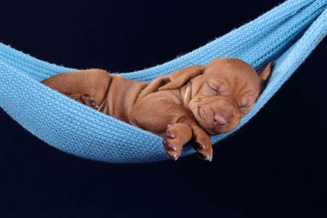 A Hungarian Vizsla puppy sleeping in a hammock