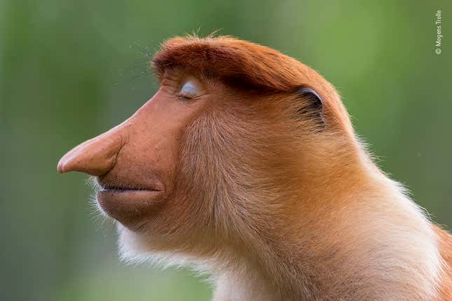 This monkey is my role model.