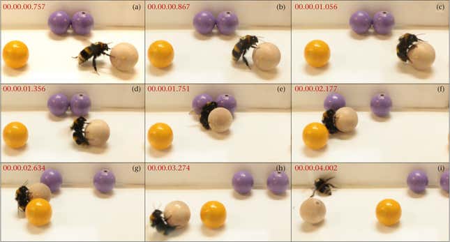 Imagen para el artículo titulado Un nuevo estudio concluye que los abejorros juegan, y eso los hace aún más adorables