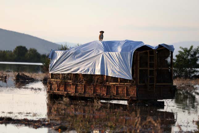 FILE - A dog stands on a hay wagon at a flooded land in the town of Palamas, near Karditsa, Thessaly region, central Greece, on Sept. 8, 2023. The storms flooded 720 square kilometers (72,000 hectares), mostly prime farmland, totally destroying crops. They also swamped hundreds of buildings, broke the country&#39;s railway backbone, savaged local roads and bridges and killed tens of thousands of livestock. Thessaly accounts for about 5% of national economic output, and a much larger proportion of agricultural produce. (AP Photo/Vaggelis Kousioras, File)