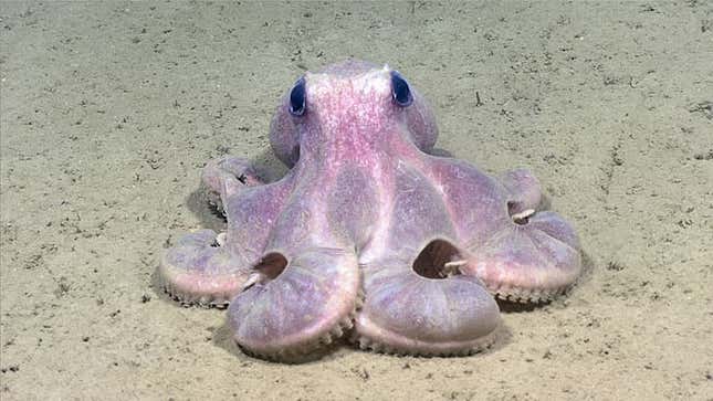 Deepwater octopus, Graneledone verrucosa