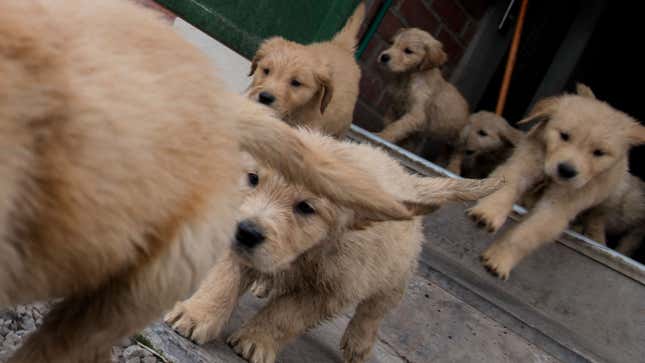 A photo of six Golden Retriever puppies running down some stairs. 