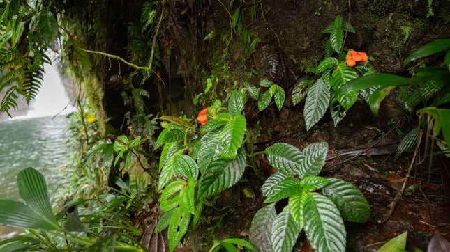 The now-poorly named Gasteranthus extinctus, found growing next to a waterfall at Bosque y Cascada Las Rocas, a private reserve in coastal Ecuador.