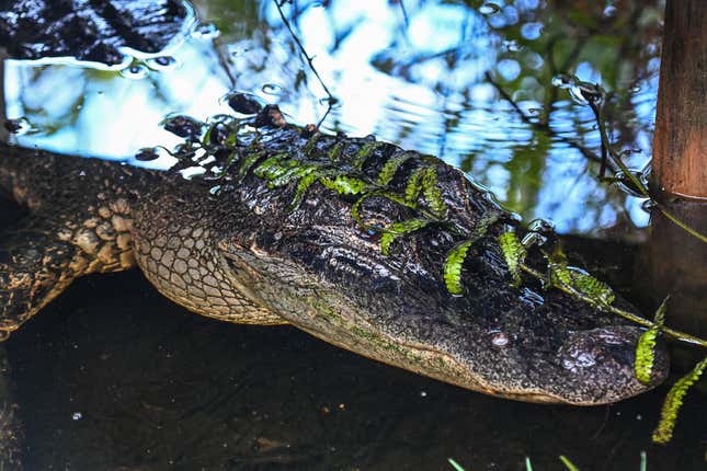 Image for article titled Two Teens Arrested, One Gator Killed In Florida Crash