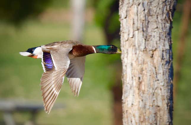 A mallard duck looks arsenic  if it's flying into a tree.