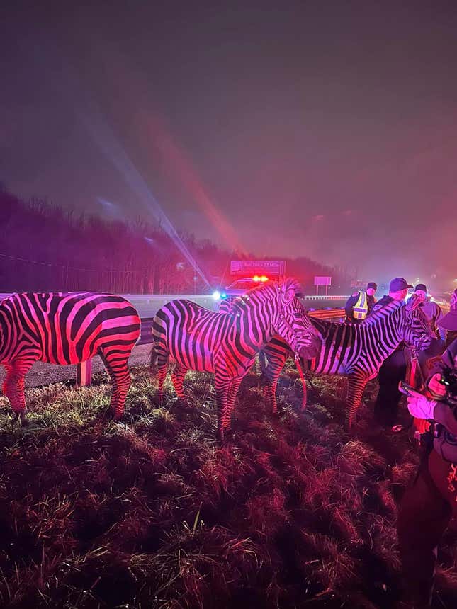 Image for article titled A Pack Of Circus Animals Was Pulled Out Of A Burning Truck In Indiana