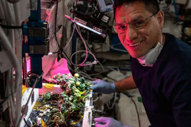 Rubio tending to the tomato harvest on board the ISS.