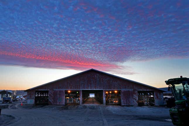 Dawn light colors the sky over a dairy cow barn at the Flood Brothers Farm, Monday, April 1, 2024, in Clinton, Maine. Foreign-born workers make up fully half the farm&#39;s staff of nearly 50, feeding the cows, tending crops and helping collect the milk — 18,000 gallons every day. (AP Photo/Robert F. Bukaty)