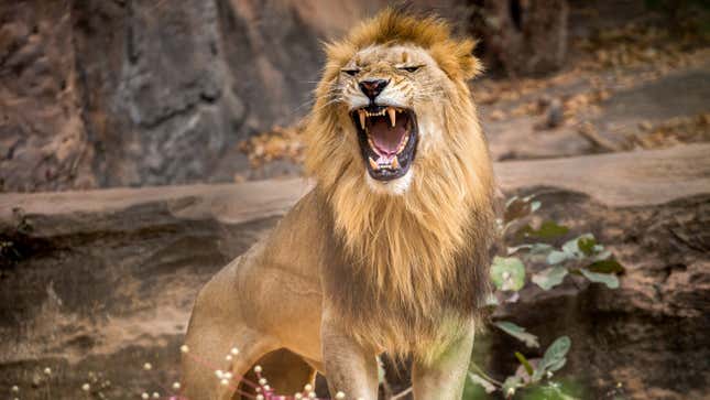 Image for article titled Really, Sis? Woman Risks Her Own Circle of Life in Dance With a Real ‘Lion King’ at NYC’s Bronx Zoo