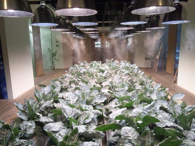 Produce includes leafy greens, squash, rice, papaya, and other edibles