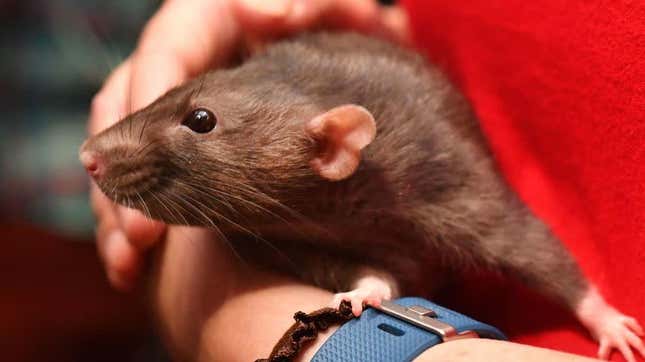 Person holding brown pet rat