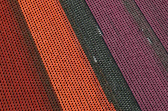 Image for article titled The soothing, hypnotic colors of tulip season, seen from above
