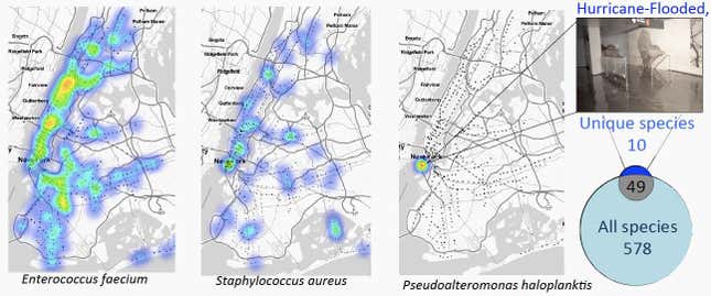 Heatmaps of NYC showing the density for Enterococcus faecium, Staphylococcus aureus, and Pseudoalteromonas Haloplanktis. The Venn Diagram compares the unique set of 10 species in the data from that station that did not appear in any other station or area of NYC; the other 49 species overlapped with the 578 species present in the rest of the subway system.