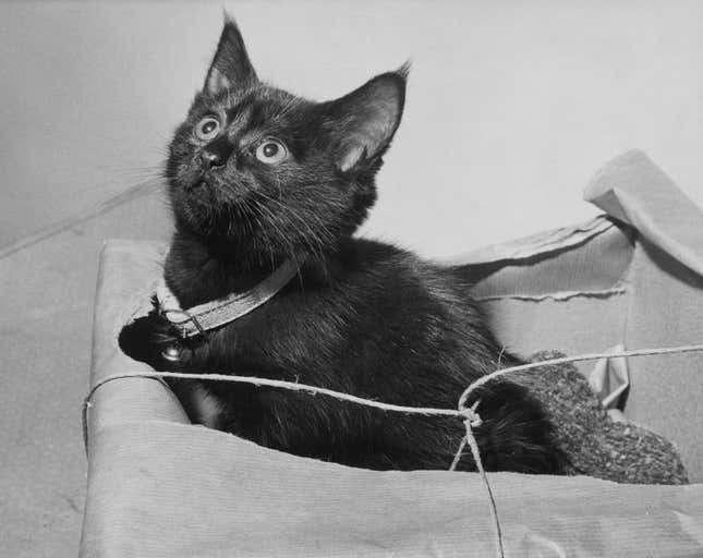 A black kitten found abandoned in a box in Bedford Hill, Balham, London, November 1962