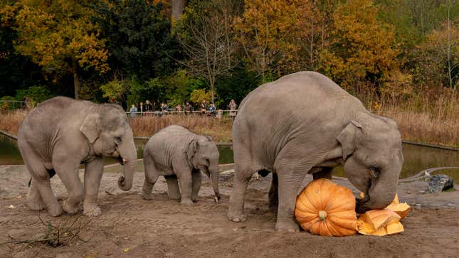 Three elephants line up in front of a large gourd at the Copenhagen Zoo. The largest elephant appears to be sniffing the gourd.