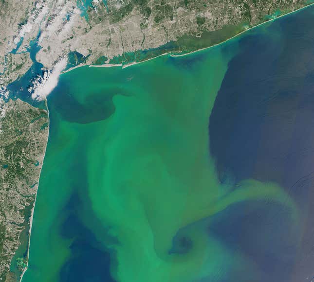 Image for article titled The surreal swirls of ocean plankton blooms, seen from space