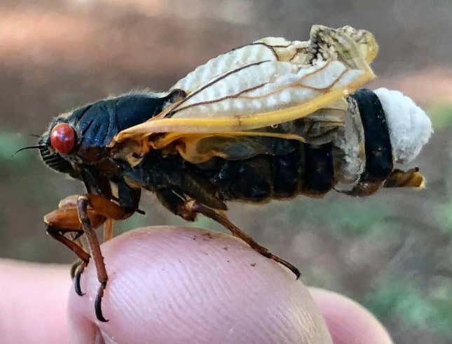 Massospora cicadina mantarı ile enfekte olmuş bir ağustos böceği.