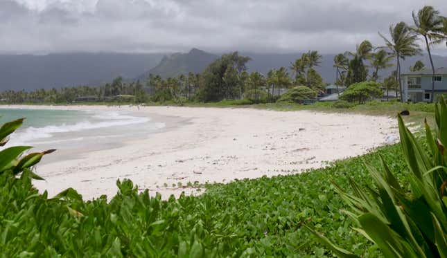 Image for article titled Take a Peek Inside The Obamas&#39; New Island Dream Home