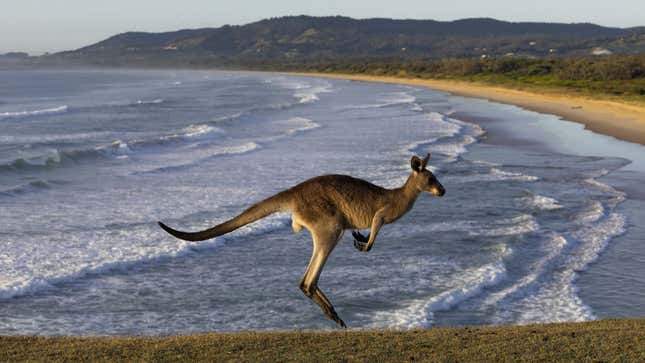 A photo of a kangaroo hopping near a beach. 