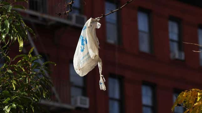 A plastic bag hangs off a tree branch. 
